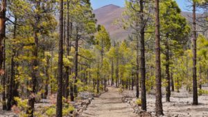 Mehr über den Artikel erfahren Wanderung durch den Pinienwald auf Teneriffa: Startpunkt Vilaflor de Chasna