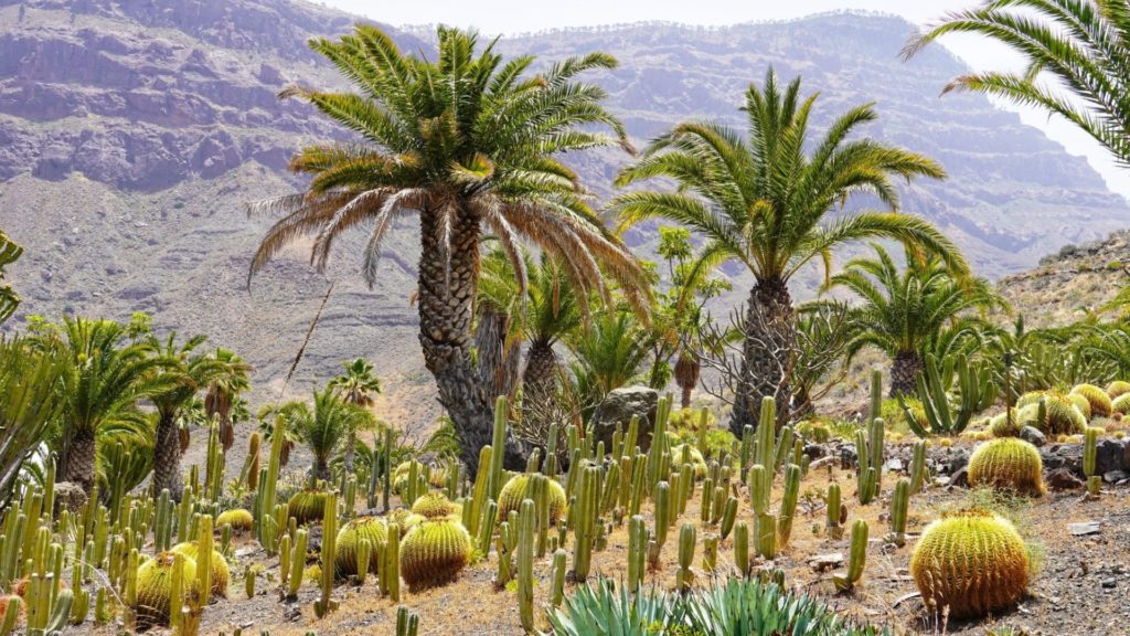 cactualdea_park_auf_gran_canaria