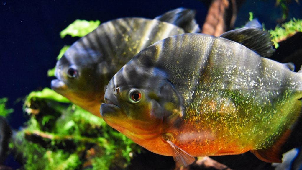 fische_in_poema_del_mar_aquarium