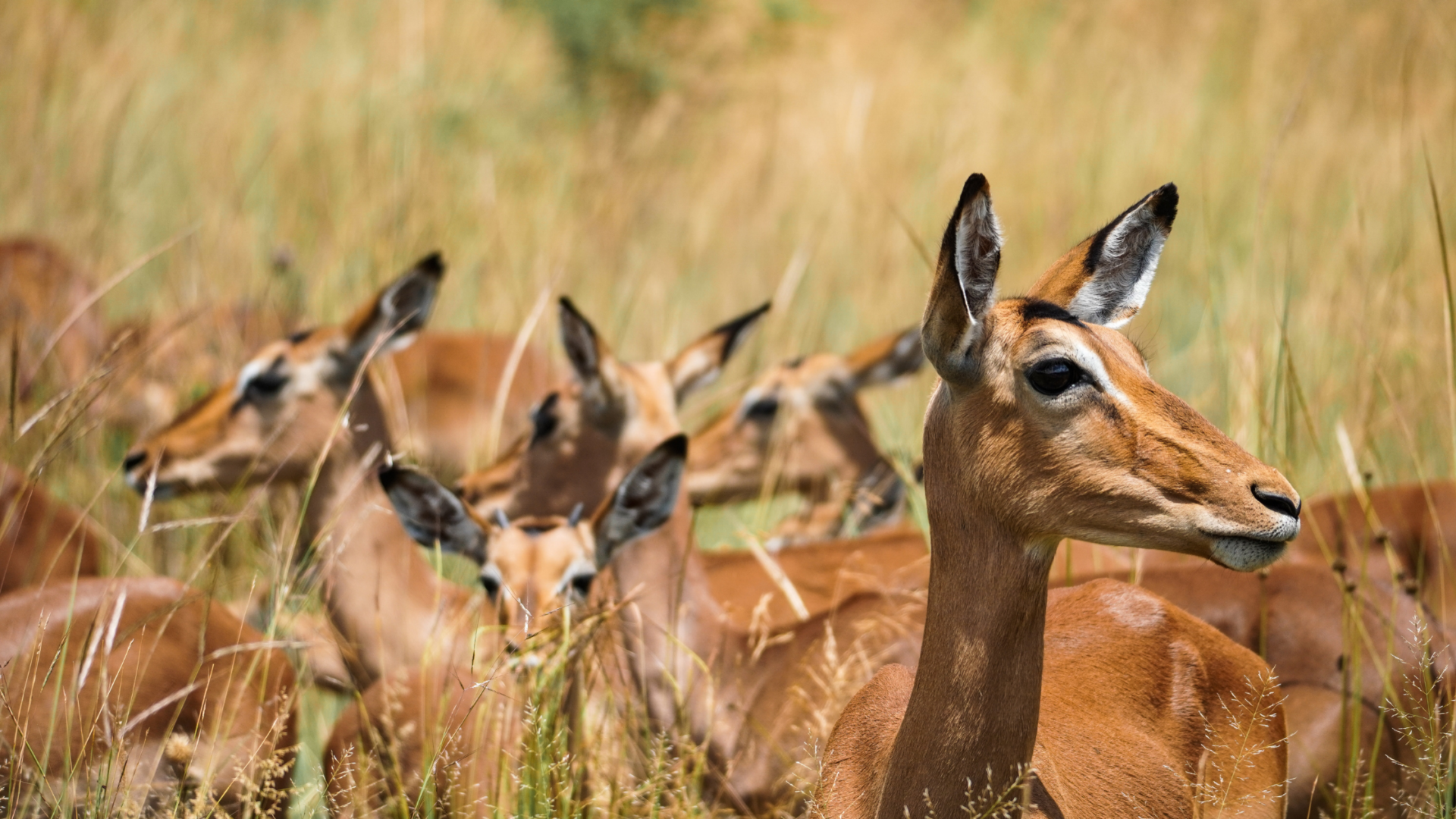 antilopen_in_pilanesberg_nationalpark