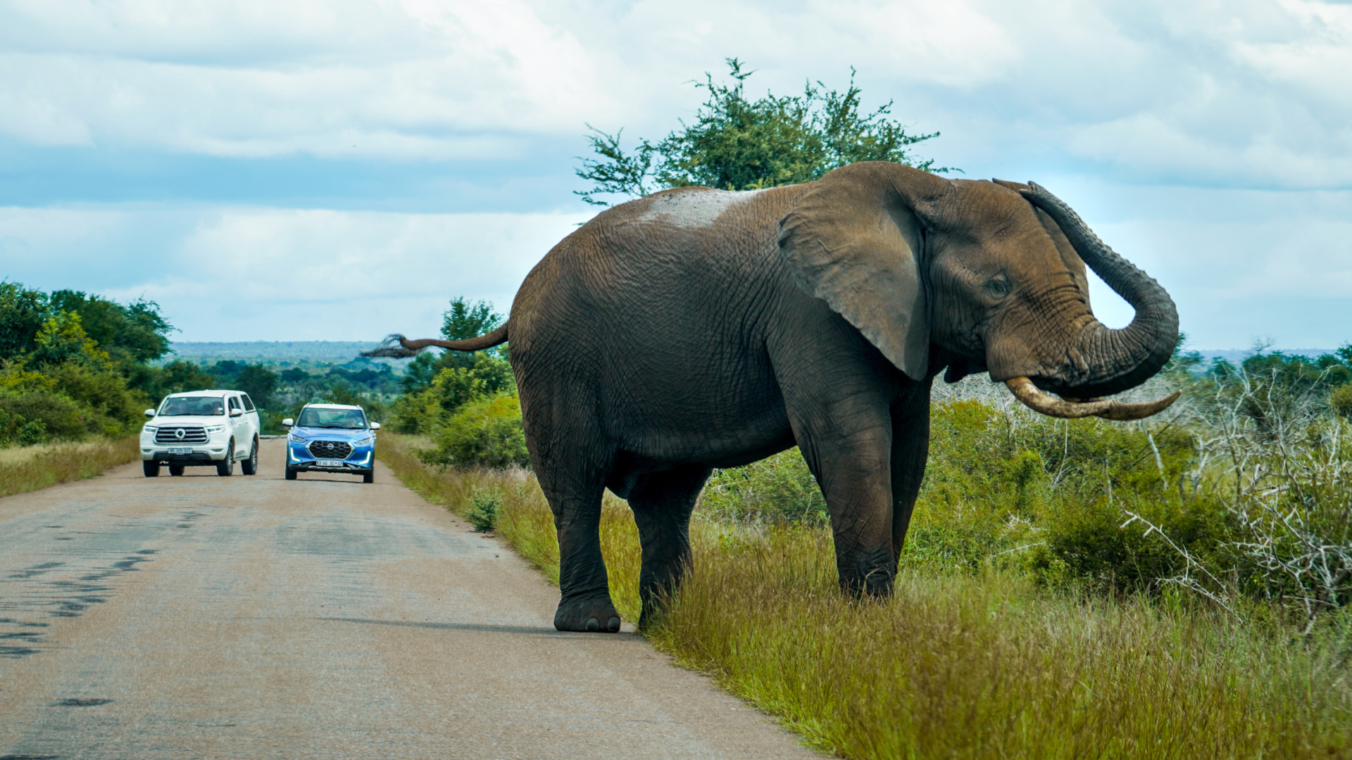 elefant_im_nationalpark