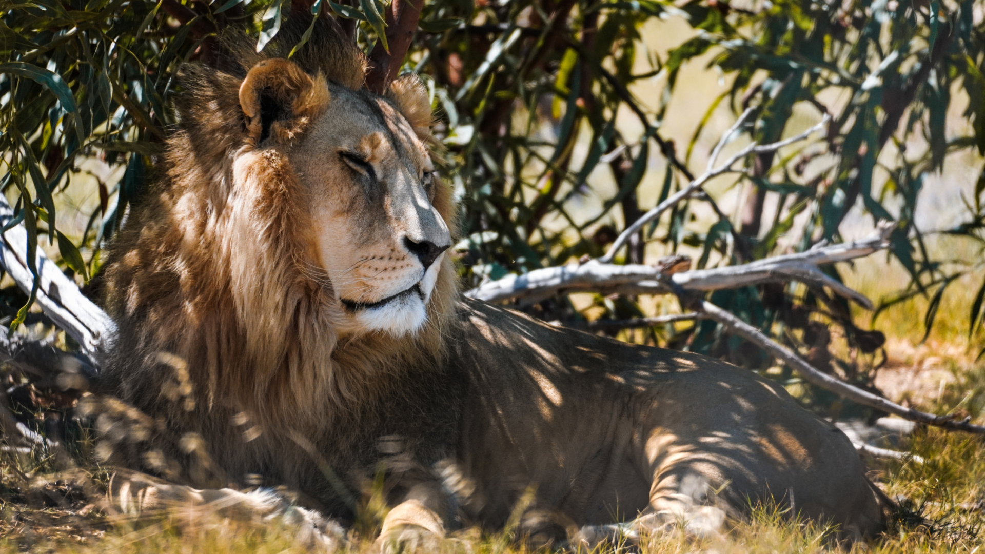 kruger_national_park_loewe