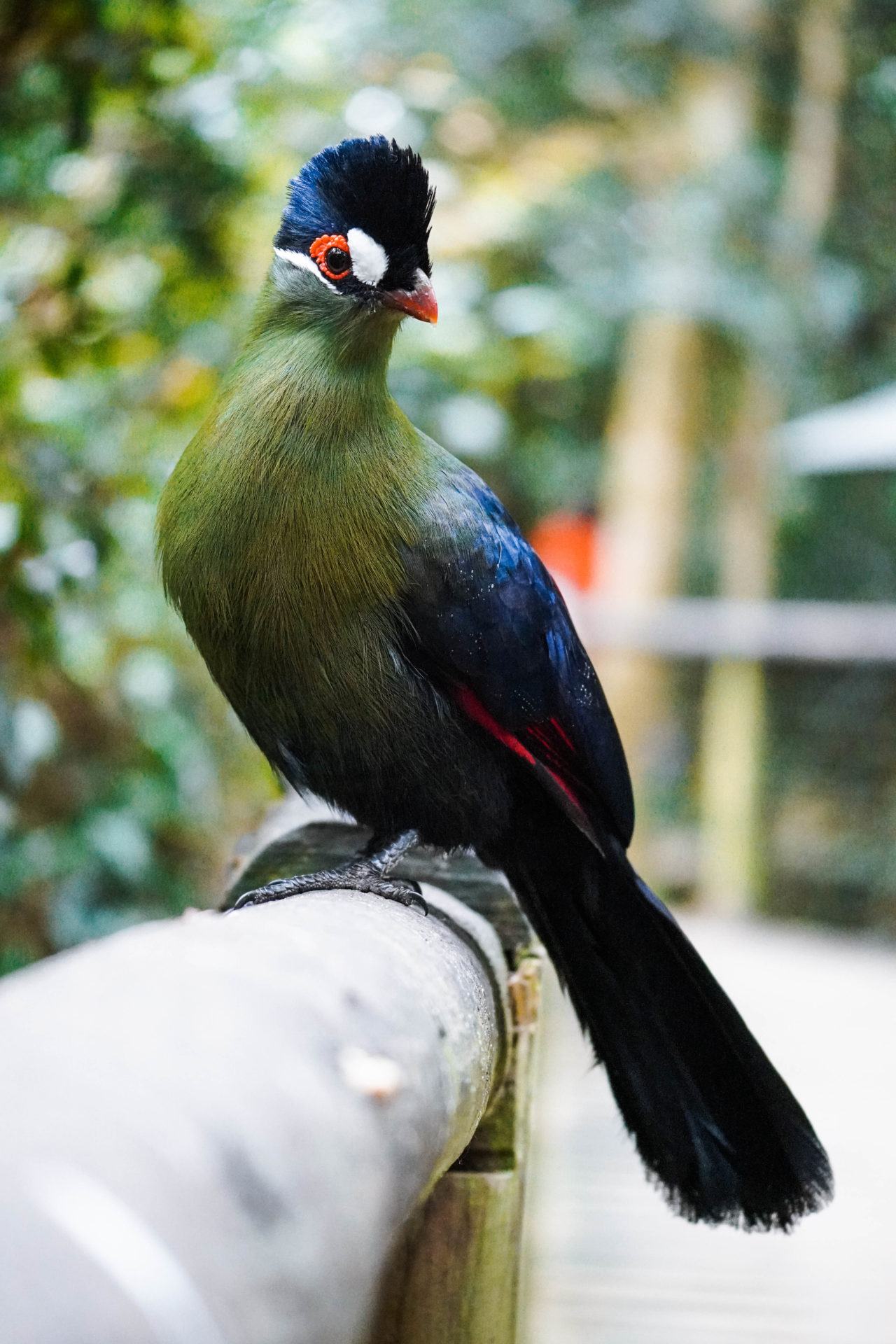 Knysna_Turaco