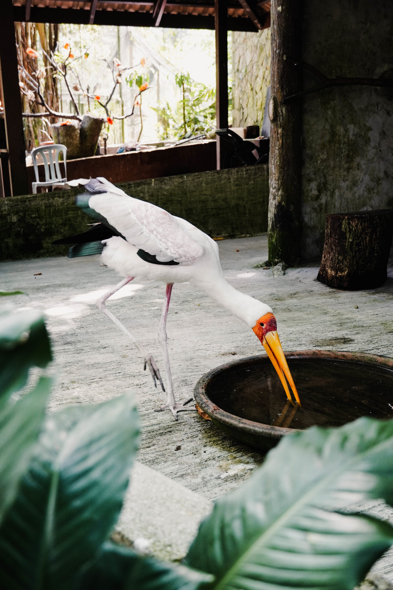 Kuala_Lumpur_Bird_Park